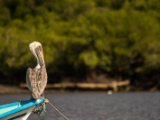IMG 7934 : 2017, Animal, Costa Rica, Pelikan, bird