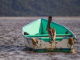 IMG 7937 : 2017, Animal, Costa Rica, Pelikan, bird