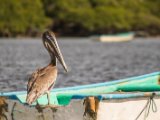 IMG 7939 : 2017, Animal, Costa Rica, Pelikan, bird