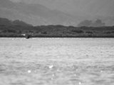 IMG 7940 : 2017, Animal, Costa Rica, Pelikan, bird