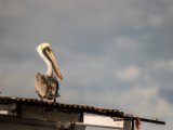 IMG 7949 : 2017, Animal, Costa Rica, Pelikan, bird