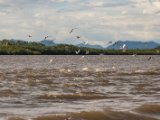 IMG 7974 : 2017, Costa Rica, Mangroven