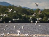 IMG 7978 : 2017, Animal, Costa Rica, Mangroven, bird