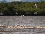 IMG 7980 : 2017, Animal, Costa Rica, Mangroven, bird