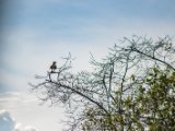 IMG 7982 : 2017, Animal, Costa Rica, Mangroven, bird