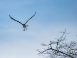IMG 7983 : 2017, Animal, Costa Rica, Mangroven, bird