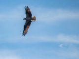IMG 7984 : 2017, Animal, Costa Rica, Mangroven, bird