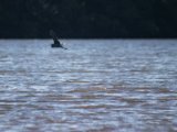 IMG 7985 : 2017, Animal, Costa Rica, Mangroven, bird