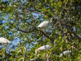 IMG 7990 : 2017, Animal, Costa Rica, Mangroven, bird