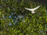 IMG 7994 : 2017, Animal, Costa Rica, Mangroven, bird