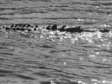 IMG 8008 : 2017, Animal, Costa Rica, Crocodile, Mangroven