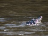 IMG 8013 : 2017, Animal, Costa Rica, Crocodile, Mangroven