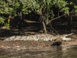 IMG 8017 : 2017, Animal, Costa Rica, Crocodile, Mangroven