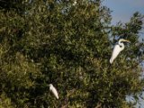 IMG 8028 : 2017, Animal, Costa Rica, Mangroven, bird