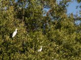 IMG 8029 : 2017, Animal, Costa Rica, Mangroven, bird