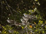 IMG 8037 : 2017, Animal, Costa Rica, Mangroven, bird