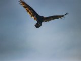 IMG 8043 : 2017, Animal, Costa Rica, Mangroven, bird