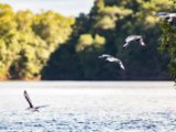 IMG 8050 : 2017, Animal, Costa Rica, Mangroven, bird