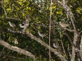IMG 8051 : 2017, Animal, Costa Rica, Mangroven, bird