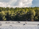 IMG 8054 : 2017, Animal, Costa Rica, Mangroven, bird