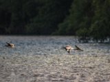 IMG 8057 : 2017, Animal, Costa Rica, Mangroven, bird