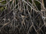 IMG 8065 : 2017, Animal, Costa Rica, Mangroven, bird