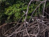IMG 8067 : 2017, Animal, Costa Rica, Mangroven, bird