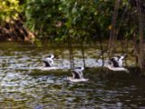 IMG 8069 : 2017, Animal, Costa Rica, Mangroven, bird