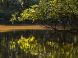 IMG 8078 : 2017, Costa Rica, Mangroven