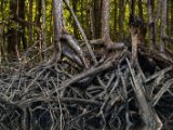 IMG 8080 : 2017, Costa Rica, Mangroven