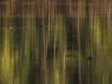 IMG 8095 : 2017, Costa Rica, Mangroven