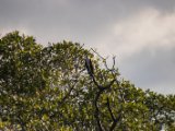 IMG 8115 : 2017, Costa Rica, Mangroven