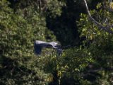 IMG 8119 : 2017, Costa Rica, Mangroven