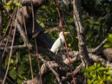 IMG 8128 : 2017, Animal, Costa Rica, Mangroven, bird