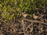 IMG 8129 : 2017, Animal, Costa Rica, Mangroven, bird