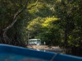 IMG 8132 : 2017, Costa Rica, Mangroven