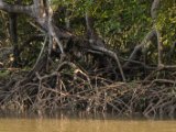 IMG 8144 : 2017, Costa Rica, Mangroven