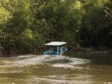 IMG 8149 : 2017, Costa Rica, Mangroven