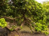 IMG 8159 : 2017, Costa Rica, Mangroven