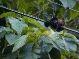 IMG 8188 : 2017, Animal, Costa Rica, howler monkey, monkey
