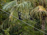 IMG 8197 : 2017, Animal, Costa Rica, howler monkey, monkey