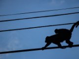 IMG 8206 : 2017, Animal, Costa Rica, howler monkey, monkey