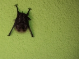 IMG 8238  Sackflügelfledermaus (Saccopteryx bilineata) : 2017, Costa Rica