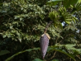 IMG 8257 : 2017, Costa Rica