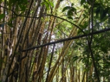 IMG 8279 : 2017, Costa Rica