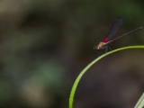 IMG 8341 : 2017, Costa Rica