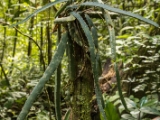 IMG 8373 : 2017, Costa Rica