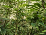 IMG 8381 : 2017, Costa Rica