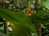 IMG 8382 : 2017, Costa Rica