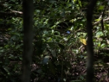 IMG 8416 : 2017, Costa Rica